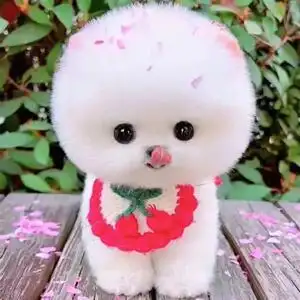 tb5935705116淘宝纯种博美幼犬长不大袖珍茶杯犬幼崽