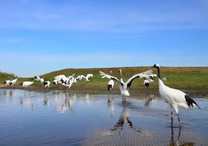 齐齐哈尔扎龙湿地自然保护区;海拉尔到满周里沿途风景