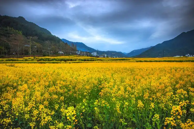 婺源油菜花 - anlun - 图虫