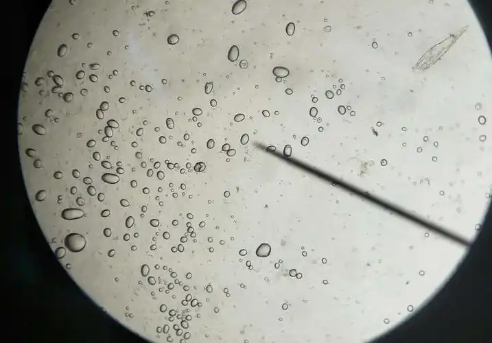 18级药剂6班 陈雅纳12号 刘演44号的显微镜图片作品