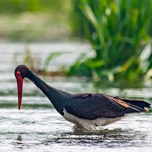 每日一鸟125吃鱼的黑鹳
