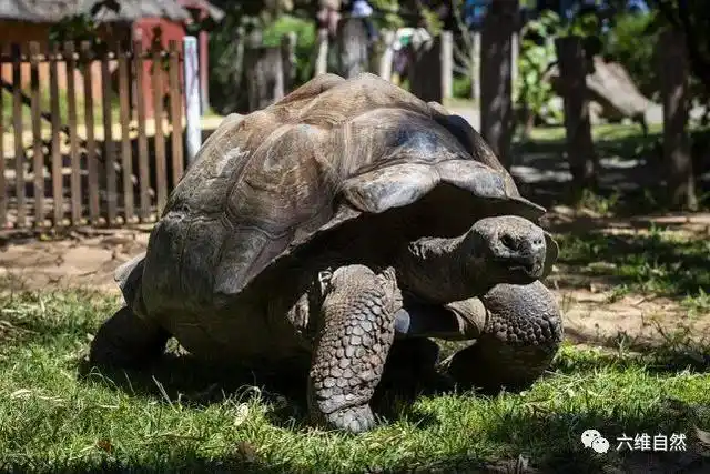 澳为一只巨型陆龟庆祝生日,这陆龟已54岁,在种群中还是年轻象龟