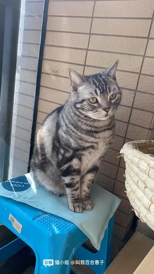 大家的美短都发腮吗