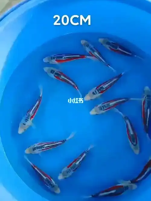 精品秋翠锦鲤20cm