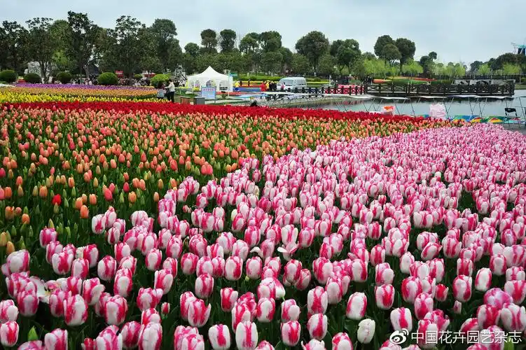 上海鲜花港第十四届郁金香花展即将迎宾绽放动态