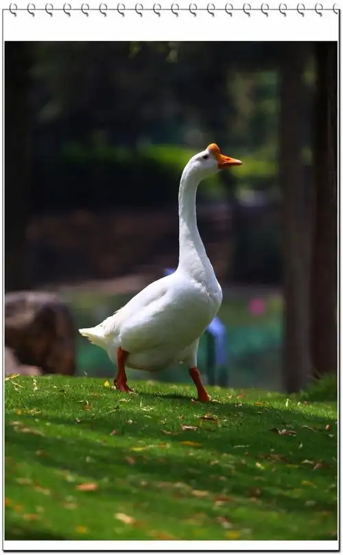 鹅趣查看大图【鹅趣】 第 3 幅鹅趣查看大图【鹅趣】 第 2 幅鹅趣查看