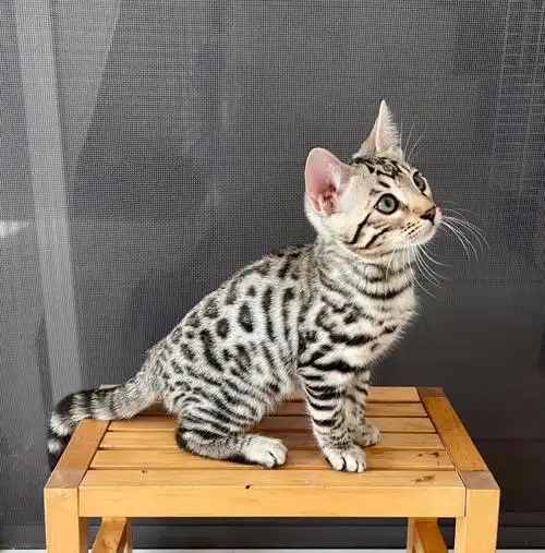 笔记灵感  #ktlc孟加拉豹猫  #孟加拉豹猫  #猫咪日常喜欢银豹的庞蜒