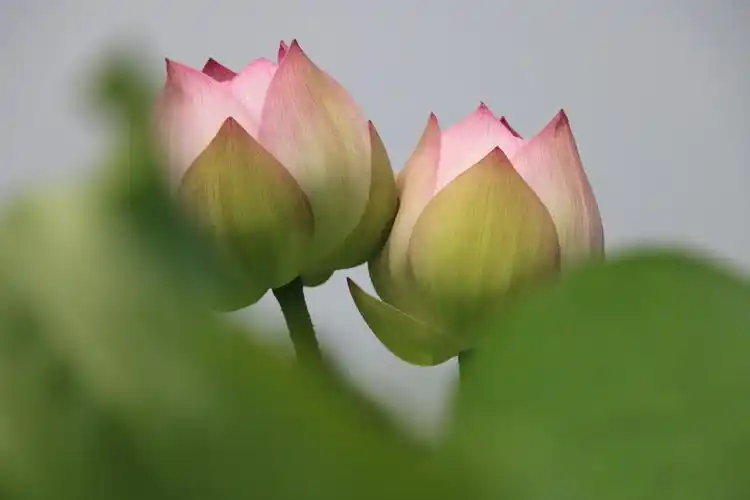 花开两朵,各表一枝