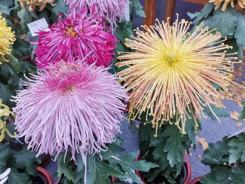 菊颂: 世界花卉大观园精品菊花展巡礼