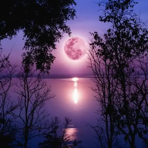 晚夜微雨问海棠