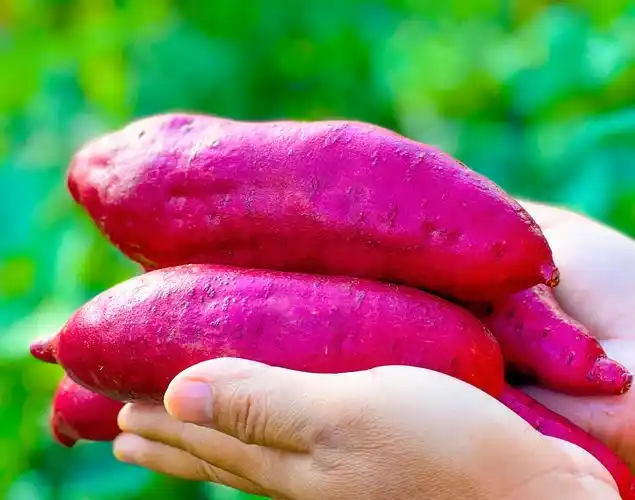 云南高原西瓜红蜜农家自产自销新鲜现挖源头好生番薯