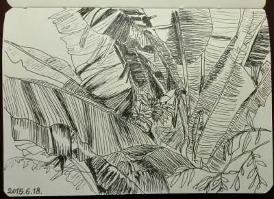 芭蕉树,针管笔画的.