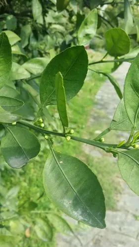 春华秋实:2016,一只桔子的成长实录!