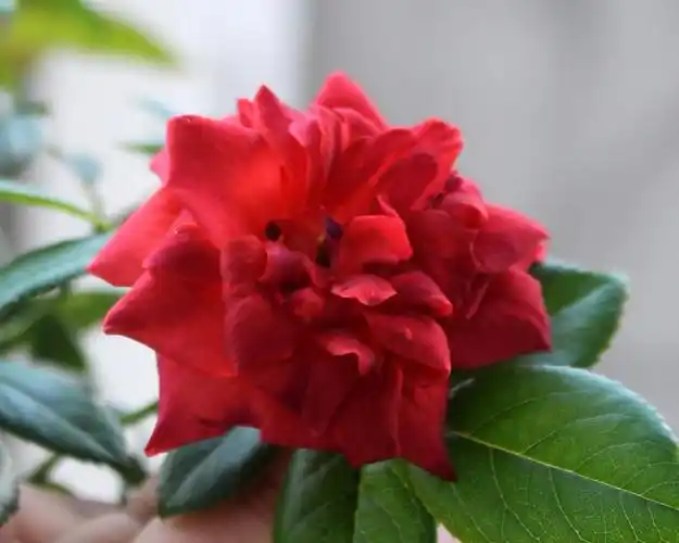 15年秋 火热巧克力(hot chocolate/hot cocoa) 美国月季 已经开翻了