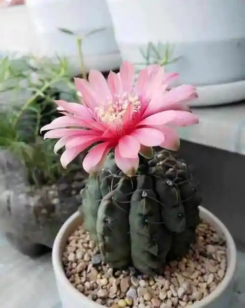 100种仙人球开花图鉴璀璨夺目惊艳迷人