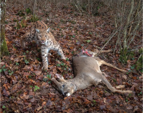 猞猁尾巴那么短,是因为吃兔子吗?|雪豹|猫科动物_新浪网