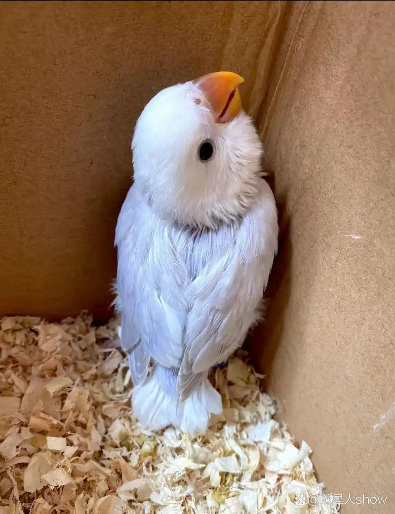 长沙手养紫伊莎牡丹鹦鹉出新家～ 一窝4只已半月大 可以预定～ 紫伊莎