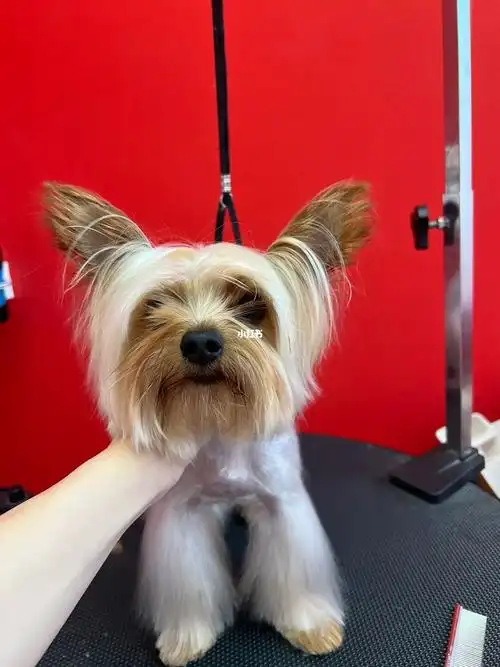 约克夏造型分享鸡蛋头