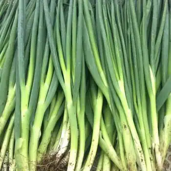 晨臻东北新鲜小葱小水葱打饭包香葱蘸酱菜鲜香微辣味道正宗 新鲜小葱2