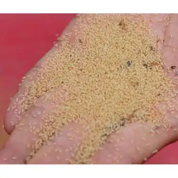 知了猴种子活体蝉蚁孵化好金蝉幼虫苗卵枝爬叉猴知了龟 金蝉幼苗20克