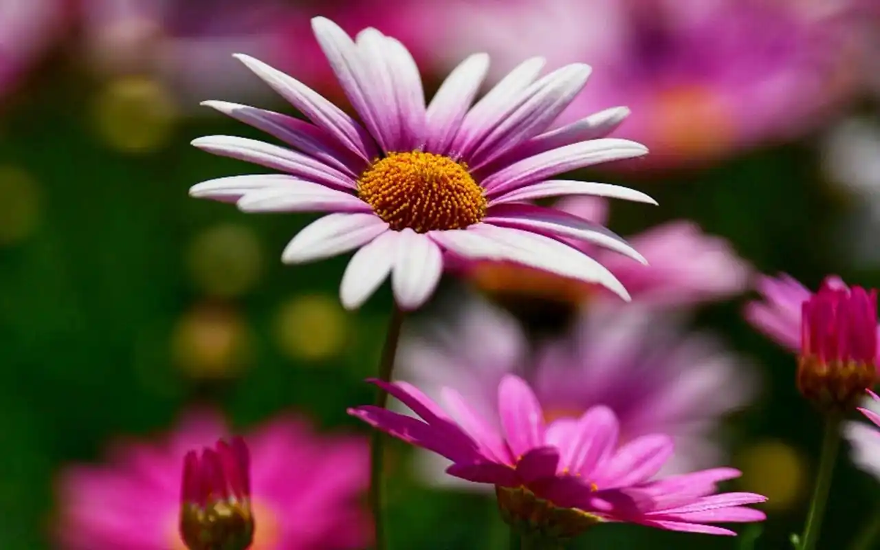 初夏鲜花唯美高清桌面壁纸