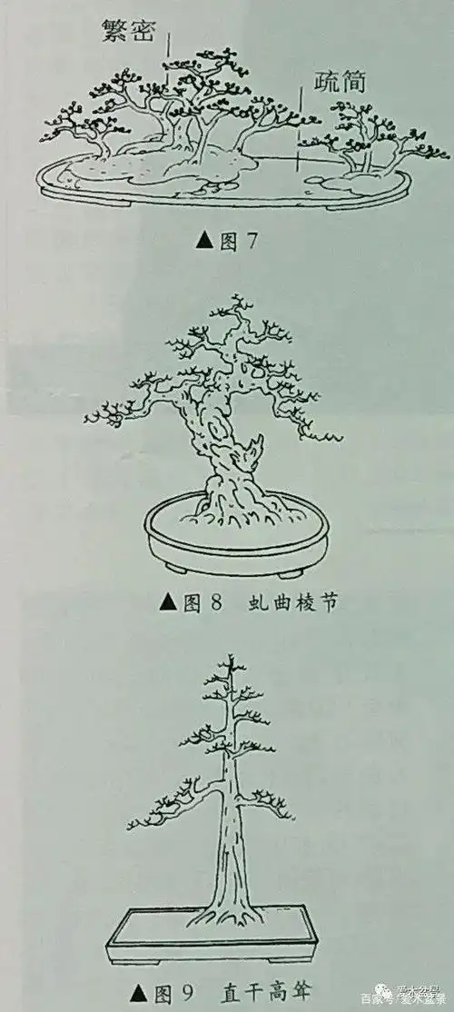 图解树木盆景造型(二)