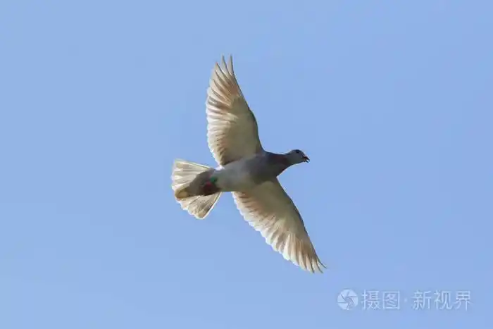 飞行速度赛鸽飞对晴朗的蓝天
