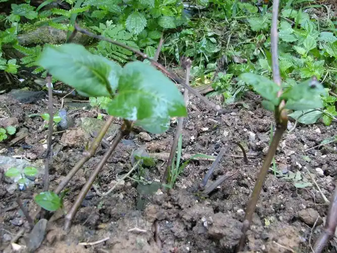 余在看望一位临死老中医时得此药.