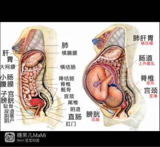 今天在网上看了一张孕妇怀孕后内脏图,看