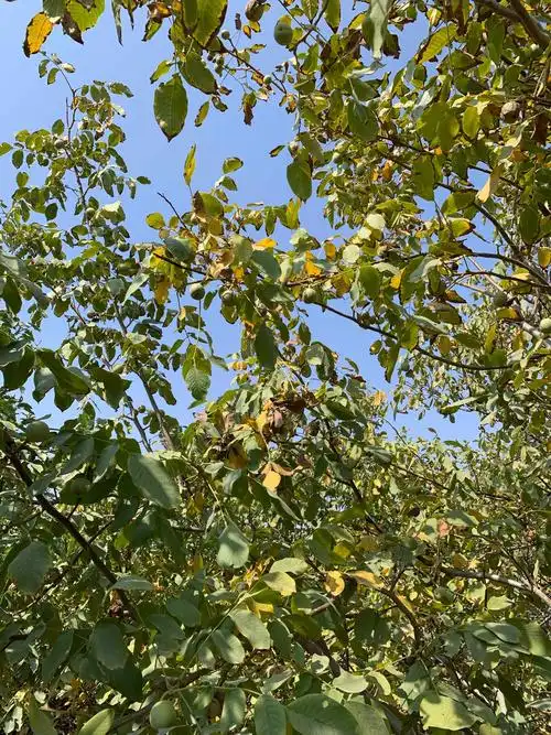 写美篇how can we reach the jujubes high in the tree