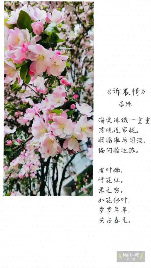 当娇艳的海棠,遇上绝美的诗词