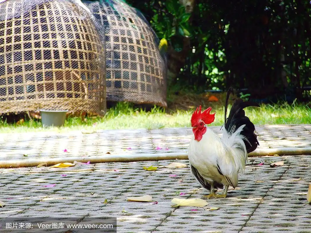 从泰国乡村小路上的白色矮脚鸡