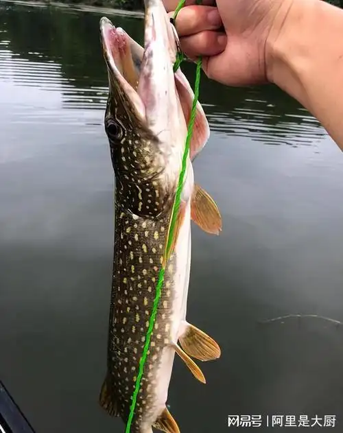 我国农村河里好吃的肉食性鱼类有哪些这10种上榜你能认识几种