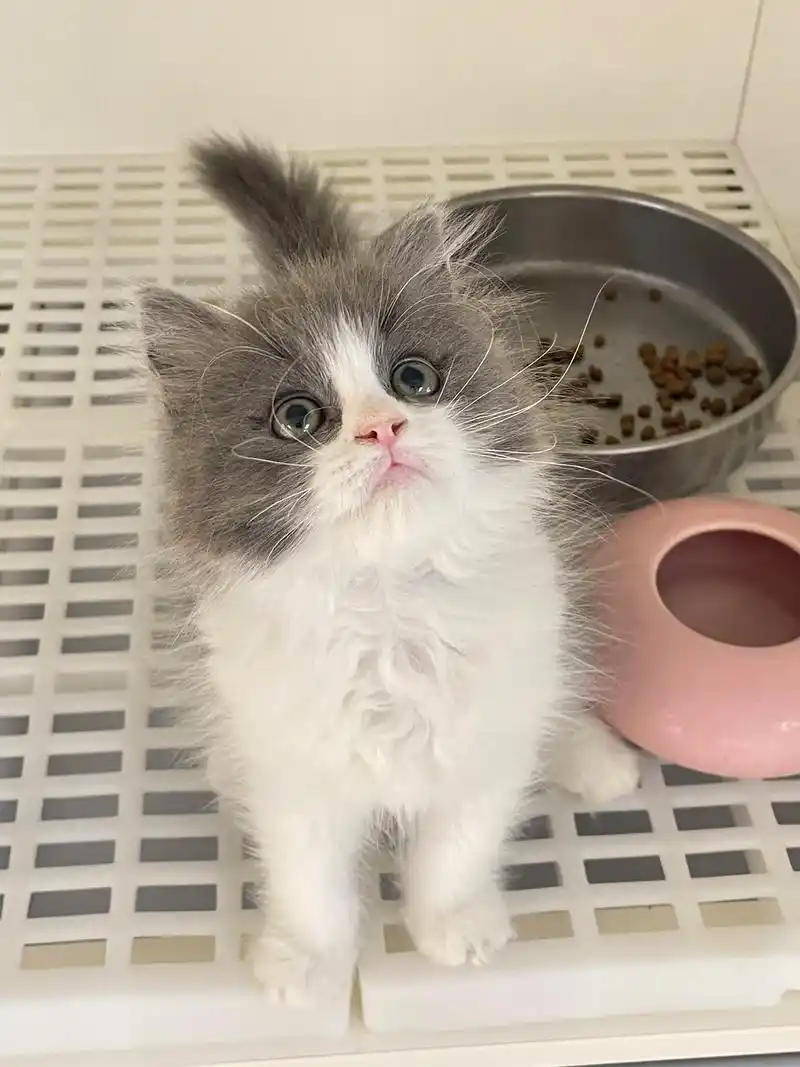 蓝白猫舍|外开眼线大双眼皮萌妹长毛蓝白.外开眼线,"欧式大双 - 抖音