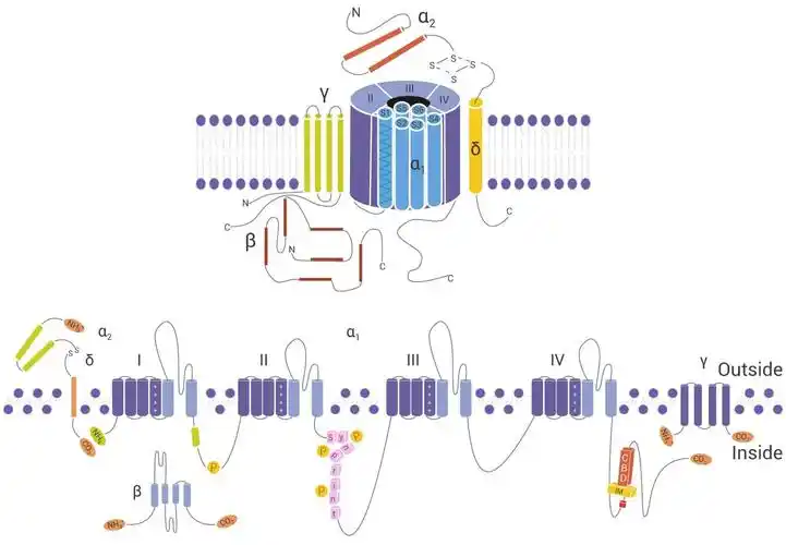 ca2 是一种普遍存在的细胞内信使,而钙通道也是离子通道的一"巨头".