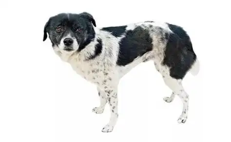 黑白花斑中华田园犬(中华田园犬花斑狗)-警犬训练器材厂家 _警犬装备