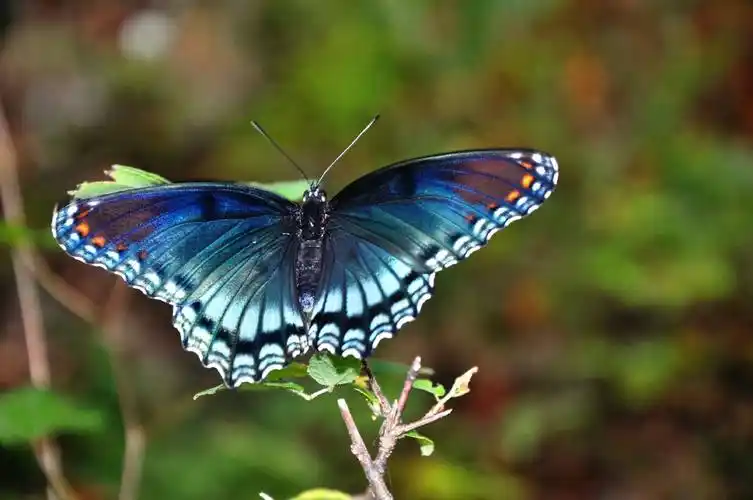 red-spotted purple admiral butterfly 红斑紫蛱蝶