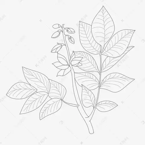 线描草药药材鸡血藤