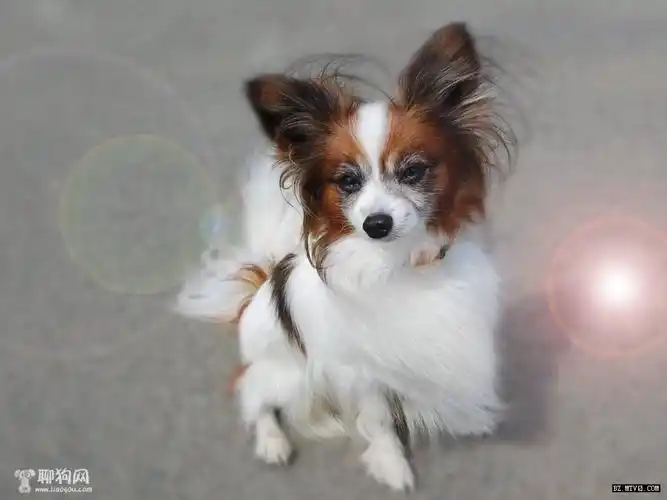 英国玩具猎鹬犬