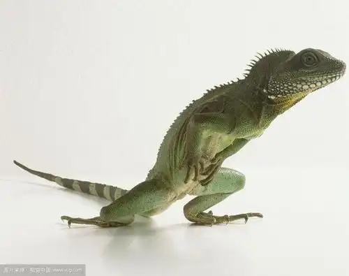 还有一些涉保的常见蜥蜴目物种,如被列入cites附录二的绿鬣蜥,各种"