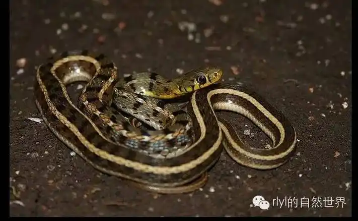 有无毒性:尚未定夺,基本属于无毒蛇分布地区:北京,东北及河北,山西