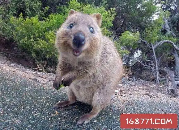世界上最小的袋鼠袋鼠是一种很奇特的有袋动物