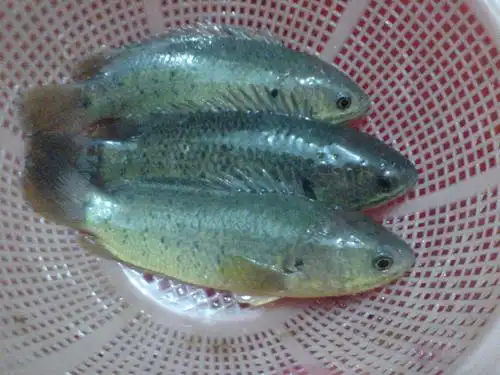 分类:花鸟鱼虫 按默认排序|按时间排序 2条回答 2012-07-24 16:45