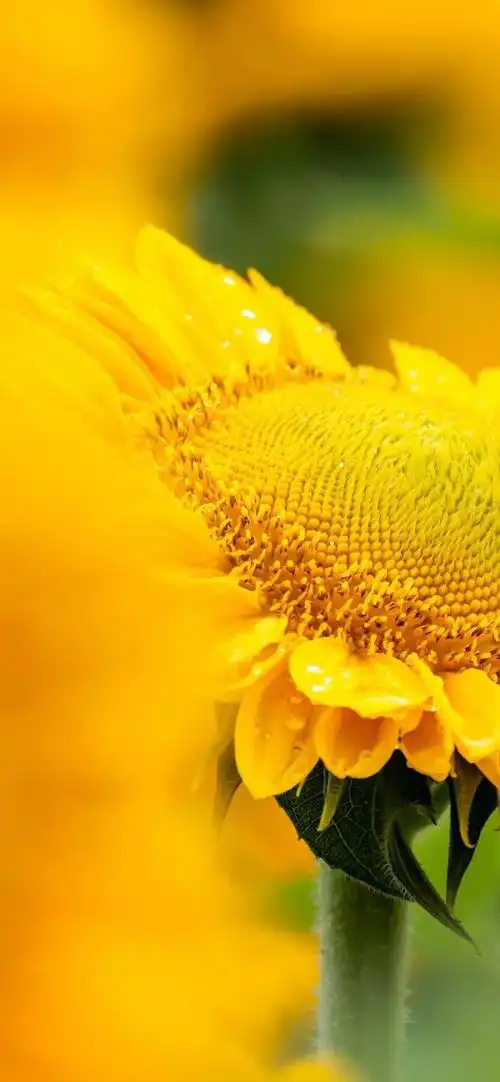 向阳而生,唯美的向日葵壁纸,全屏高清无水印_网易订阅