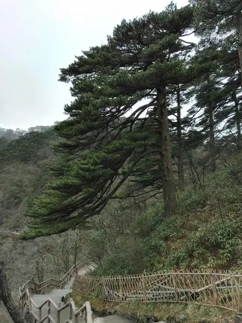 情深意长的美篇