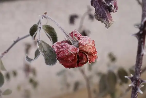 新手上路-凋零的玫瑰