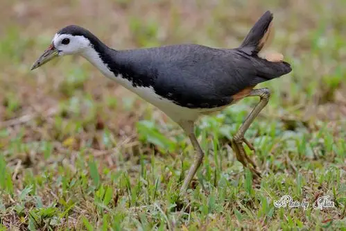 白胸苦恶鸟amaurornis phoenicurus 育鶵篇