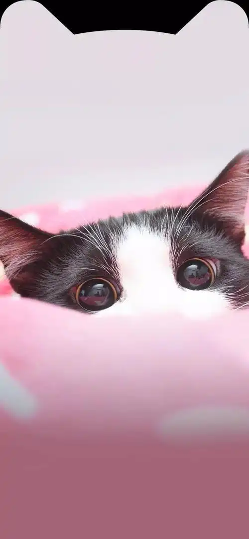 iphone刘海壁纸|再多人的评论都比不上喜欢的人一个点赞