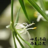 表示清雅淡然的图片_微信头像图片大全