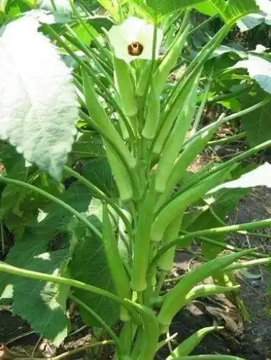 因此还要摘掉已收获茎杆上的叶子要点秋葵生长快,不要错过收获期豆荚